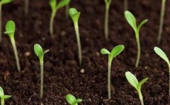 關(guān)于土壤分析儀的應(yīng)用領(lǐng)域