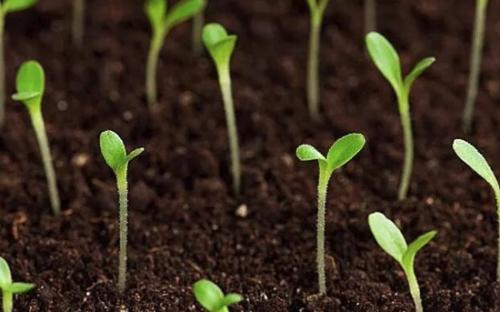 土壤分析儀 土壤分析儀